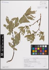 Foto von Salix eastwoodiae Cockerell ex A. Heller